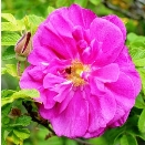 Фото квітки рослини - Шипшина зморшкувата (роза зморшкувата)